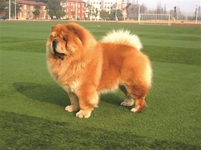 怎么,出售,训狗,技巧,及,视频,赚钱,方法,也是, . 怎么出售训狗技巧及视频赚钱?出售训狗方法也是在家赚钱暴力项目