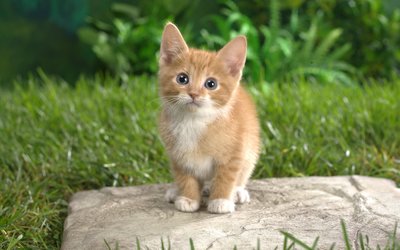 8.5日,首码,猫爪,短,视频,前景,怎么样,能,赚钱, . 8.5日首码 猫爪短视频前景怎么样?猫爪短视频能赚钱么?