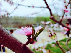 BIY矿机怎么免费赚钱?简单实名送矿机，一币2.6元以上