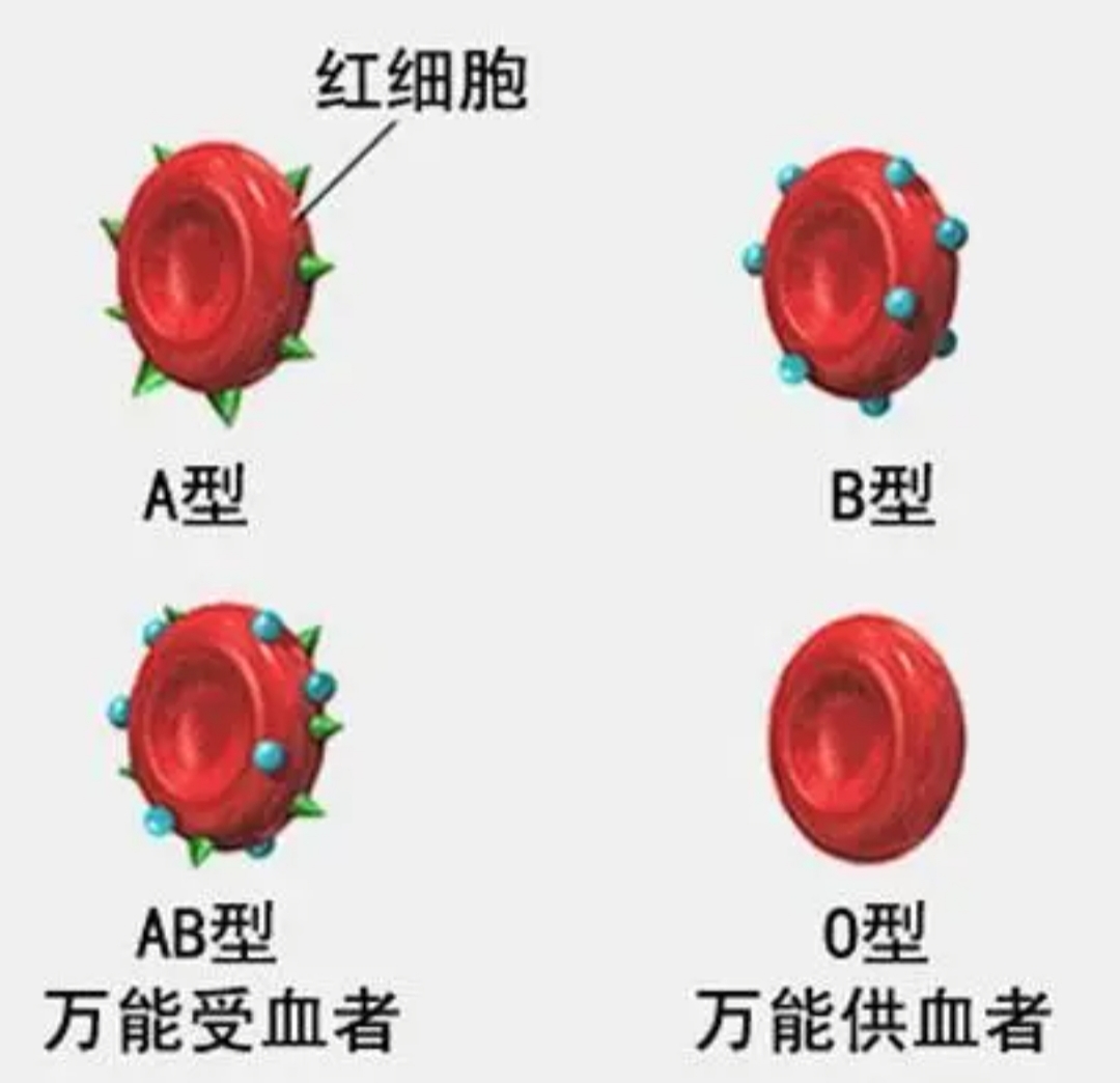 四大,血型,中,哪种,的,人,身体,好,4个,最好, . 四大血型中哪种血型的人身体好(4个血型哪种血型最好)