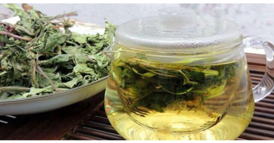 蒲公英,泡水,的,功效,46岁,女子,天天,喝,身体, . 蒲公英泡水的功效(46岁女子天天喝蒲公英泡水身体怎么样了)