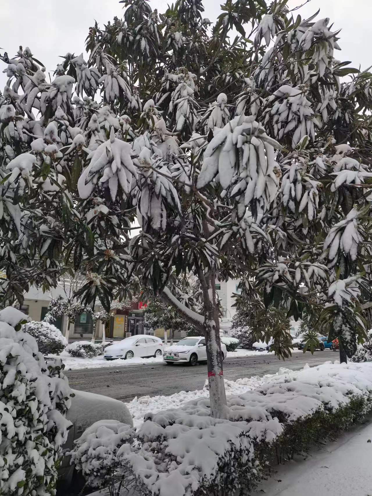 开封,下了,一夜,雪,上班,迟,到了,一小时,昨天, . 开封下了一夜雪,上班迟到了一小时