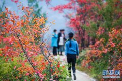微信医保现金红包羊毛，新老用户都可以免费薅