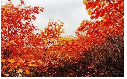 庆祝,陆金所,上市,抽奖,活动,现金,羊毛,看脸, . 庆祝陆金所上市抽奖活动,现金羊毛看脸