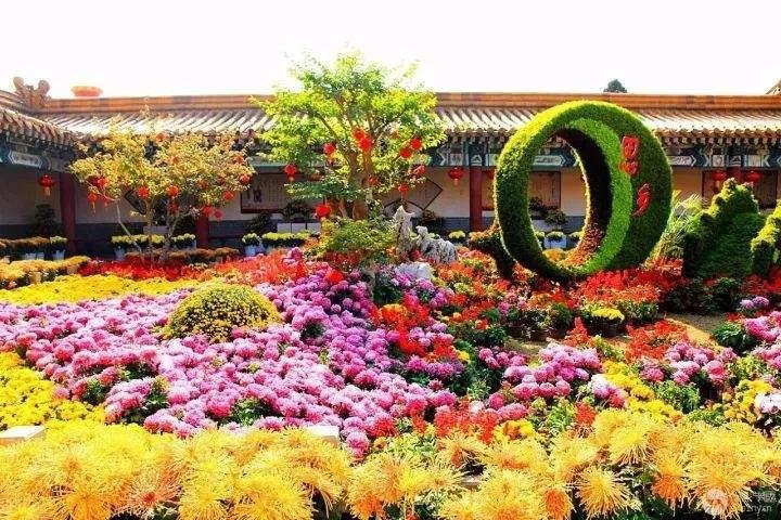 开封,菊花,花会,好看,吗,第,九届,中国,菊花, . 开封菊花花会好看吗?第九届中国开封菊花花会如火如荼