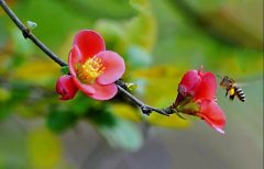 爱奇艺年卡+京东plus会员，双年卡只需118元，限时优惠