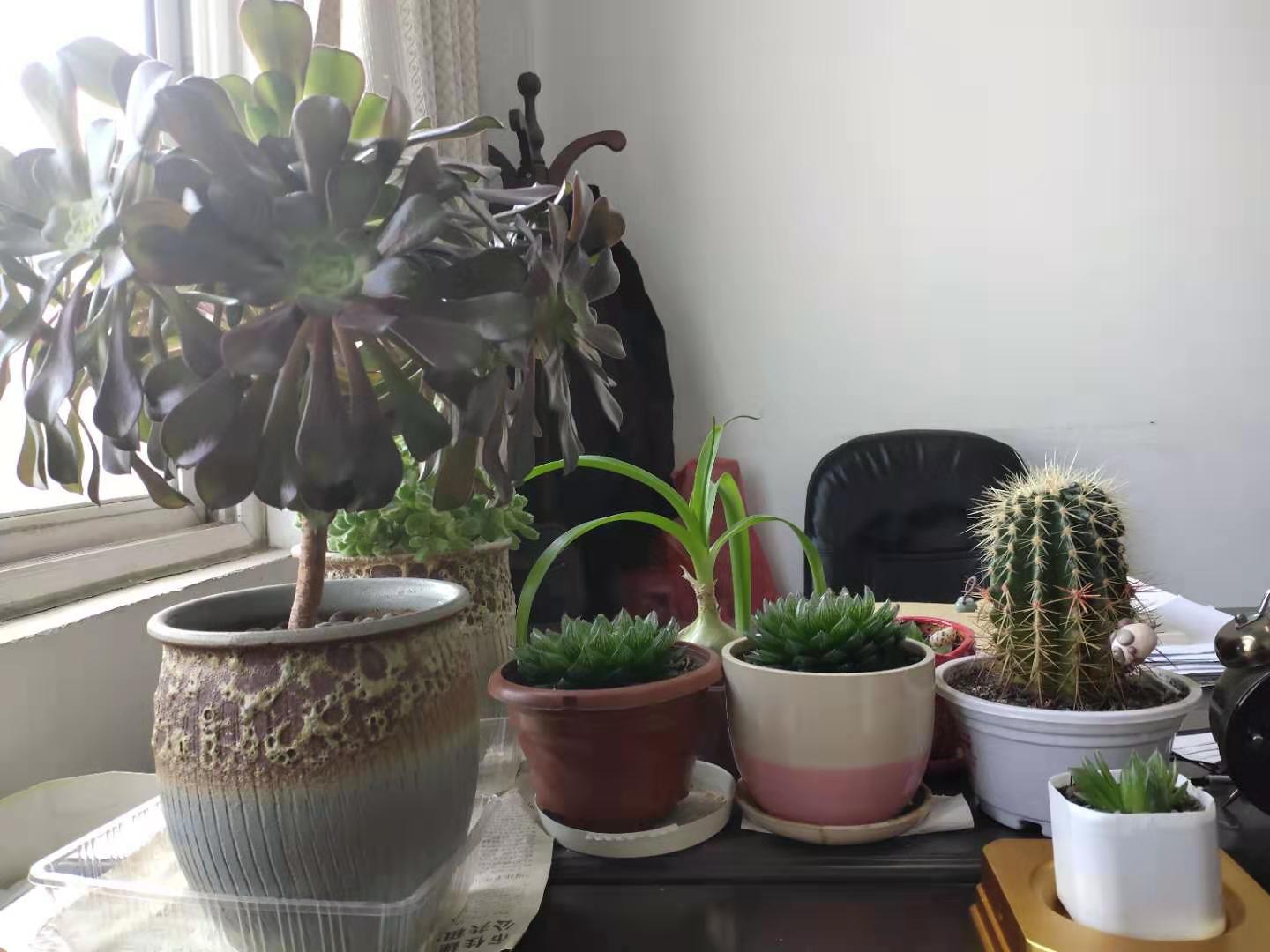 办公室,掀,起了,多肉,潮,怎么,养,的,又肥, . 办公室掀起了多肉潮,多肉怎么养的又肥又胖?