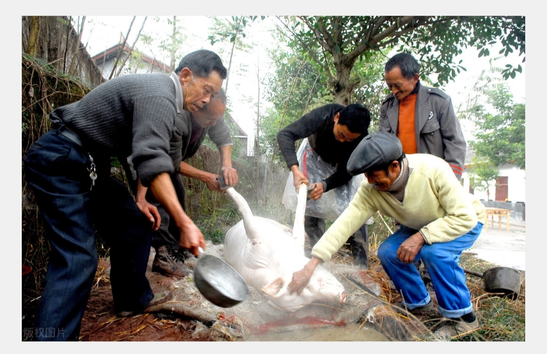 农村,“,杀年猪,”,违法,吗,私自,在家,杀猪, . 农村“杀年猪”违法吗(私自在家杀猪犯法吗)