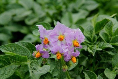 买的,萝卜,、,土豆,都,开,花了,发芽,甚至,开, . 买的萝卜、土豆都发芽开花了,还能吃吗