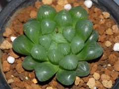 玉露喜欢阳光吗？玉露到底能不能晒太阳？