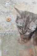 遇到一只野猫