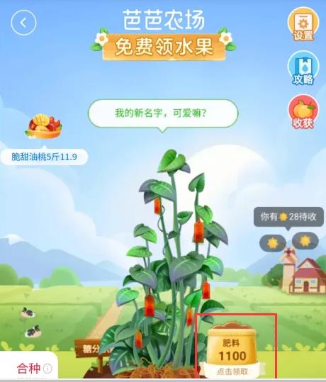 媳妇,在,淘宝,种的,水果,成,熟了,昨天,媳妇, . 媳妇在淘宝芭芭农场种的水果成熟了
