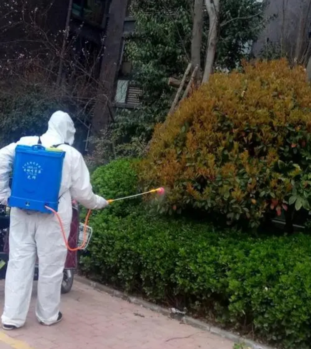 街头,出现,的,很多,白色,小,飞虫,是,啥,有, . 街头出现的很多白色小飞虫是啥?有危害吗?