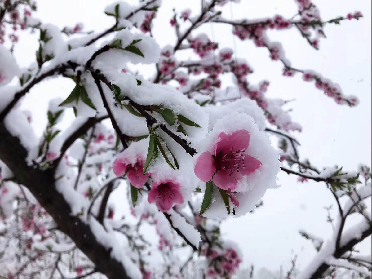 三月,雪如刀,割肉,受不了,昨天,河南,很多, . 三月雪如刀，割肉受不了