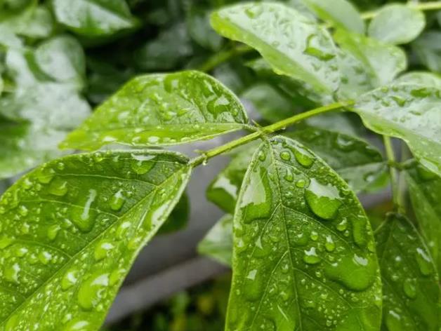 夏日,清晨,雨水,带来,的,宁静,与,洗涤,清晨, . 夏日清晨雨水带来的宁静与洗涤