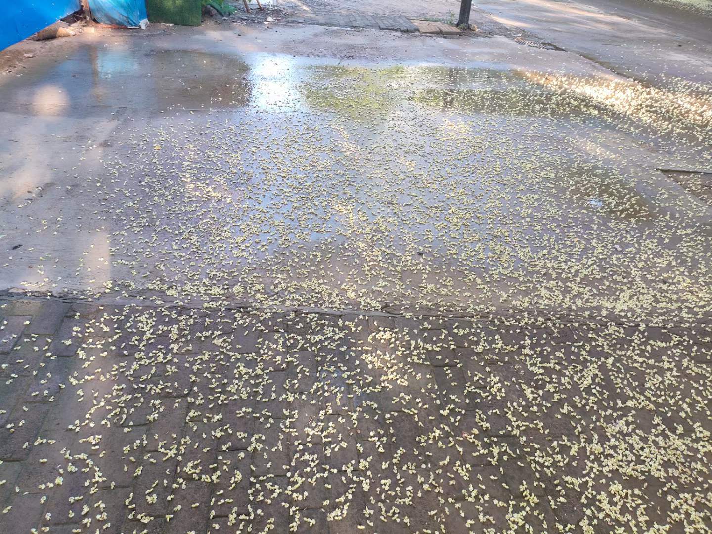 开封,暴雨,下痛,了,一座,城,昨天,下班,没, . 开封暴雨下痛了一座城,昨天下班没回家